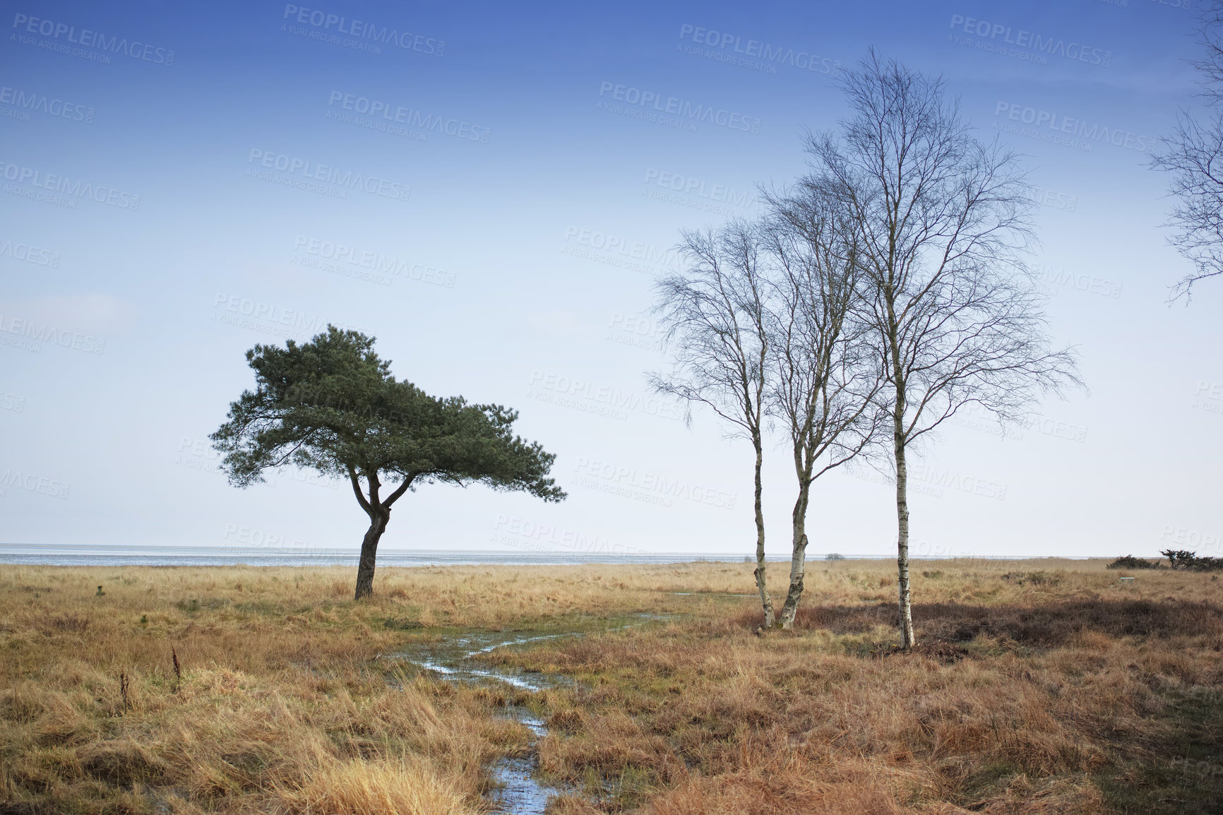 Buy stock photo A scenic autumn landscape of brown meadow and trees with a clear blue sky and copyspace. Field with marshy wetland and stream during the fall season. View of a remote countryside in Denmark