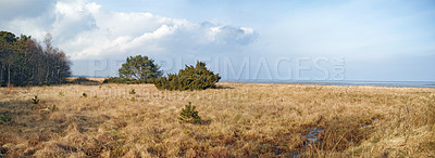 Buy stock photo A scenic autumn landscape of a brown meadow, trees and bushes with a clear blue sky. Field with marshy wetland during the fall season with copyspace. View of a remote countryside in Denmark