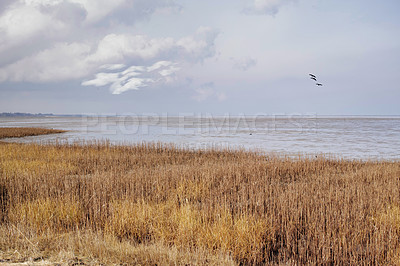 Buy stock photo Landscape of a lake with reeds against an overcast horizon by the seaside. Calm marsh on a cloudy day in winter with wild dry grass in Denmark. Peaceful and secluded fishing location in scenic nature