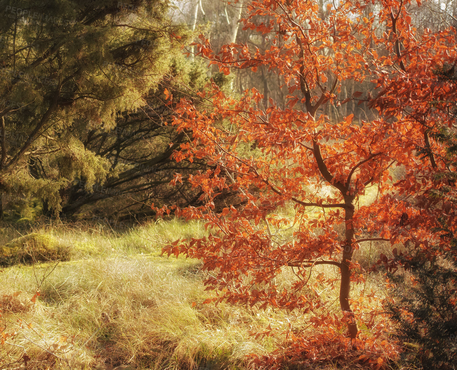 Buy stock photo Magical and secluded forest in autumn. A mysterious paradise in a quiet and secret part of nature. Trees, bushes and foliage thriving and growing in a brightly lit woods during the fall season.