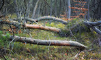 Forest wilderness