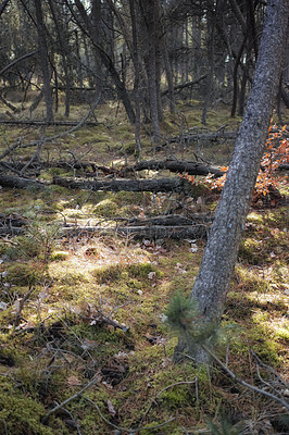 Buy stock photo Uncultivated forest wilderness in Denmark - Odde Natural Park