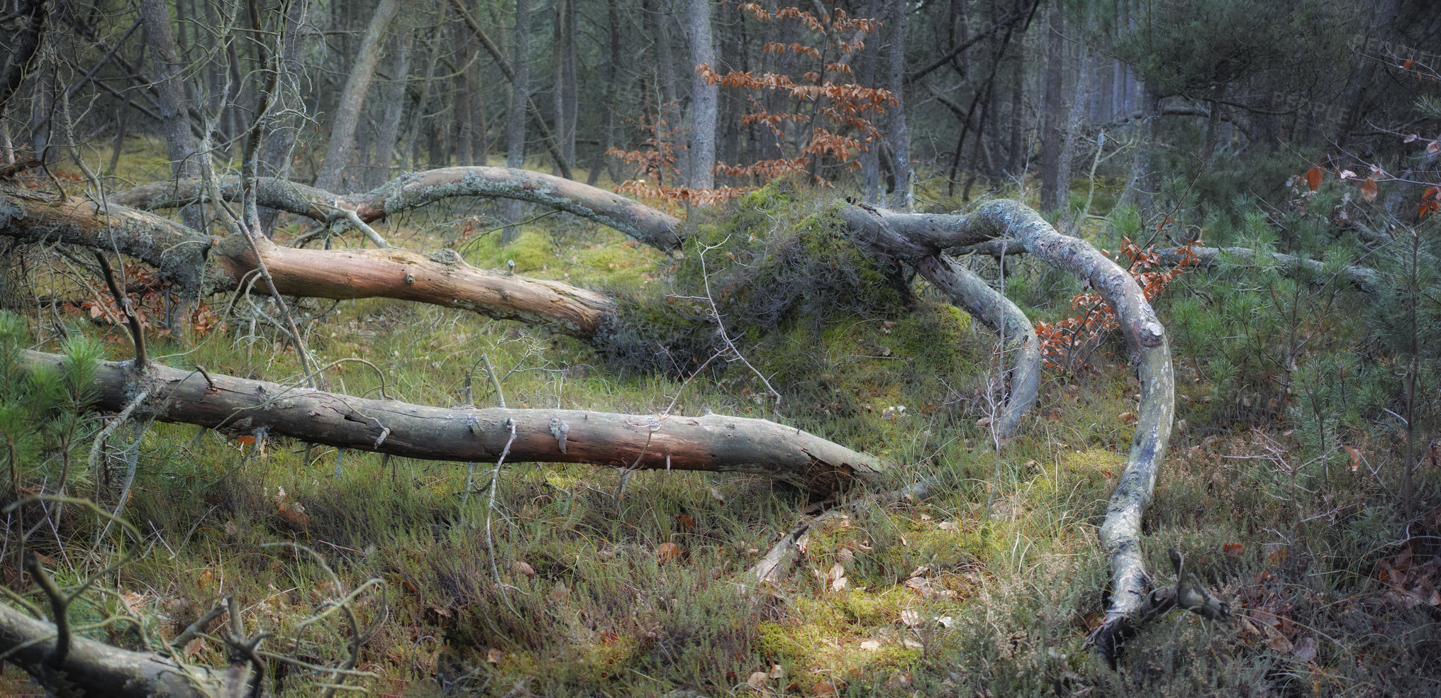 Buy stock photo Uncultivated forest wilderness in Denmark - Odde Natural Park