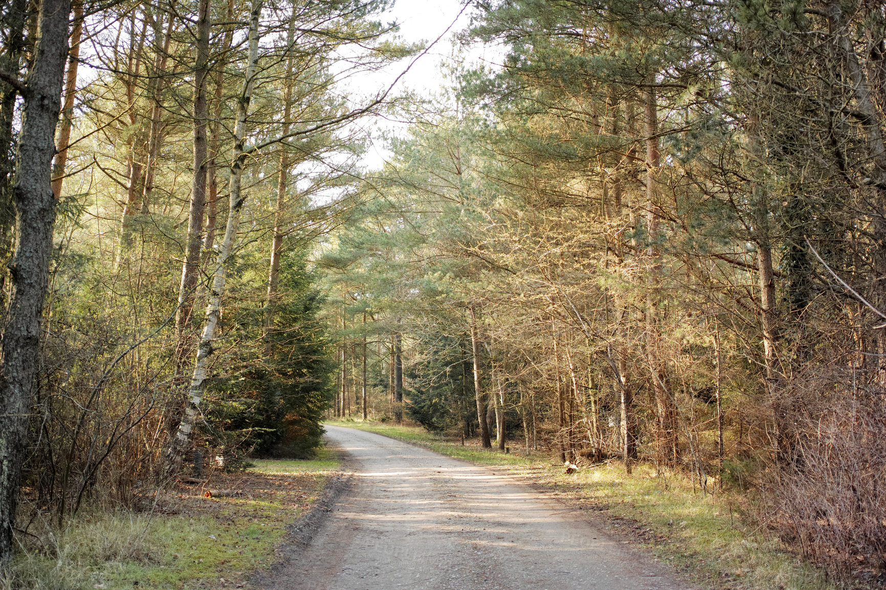 Buy stock photo A road through a dry forest with tall lush green trees on a sunny summer afternoon. Peaceful and scenic landscape with a gravel path in the woods and sunlight shining on a spring day