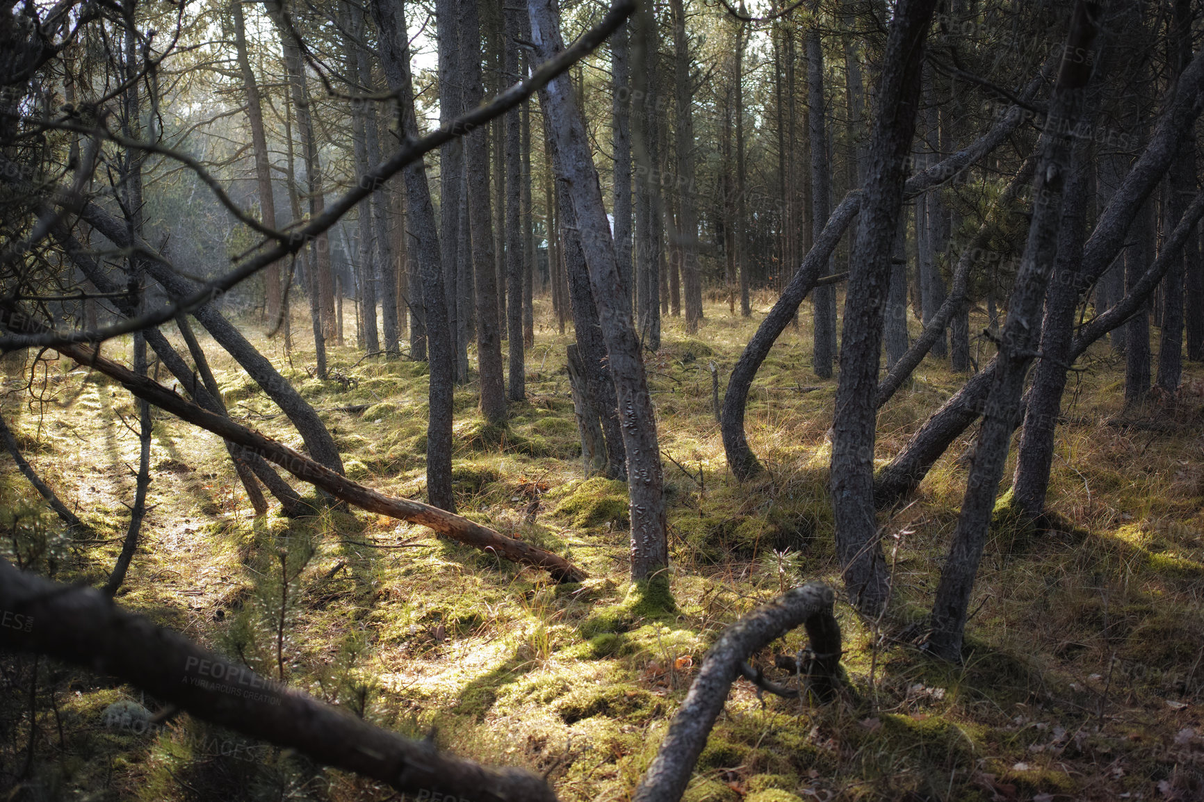 Buy stock photo Uncultivated forest wilderness in Denmark - Odde Natural Park