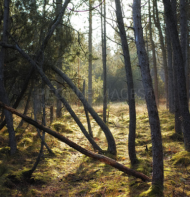 Buy stock photo Uncultivated forest wilderness in Denmark - Odde Natural Park