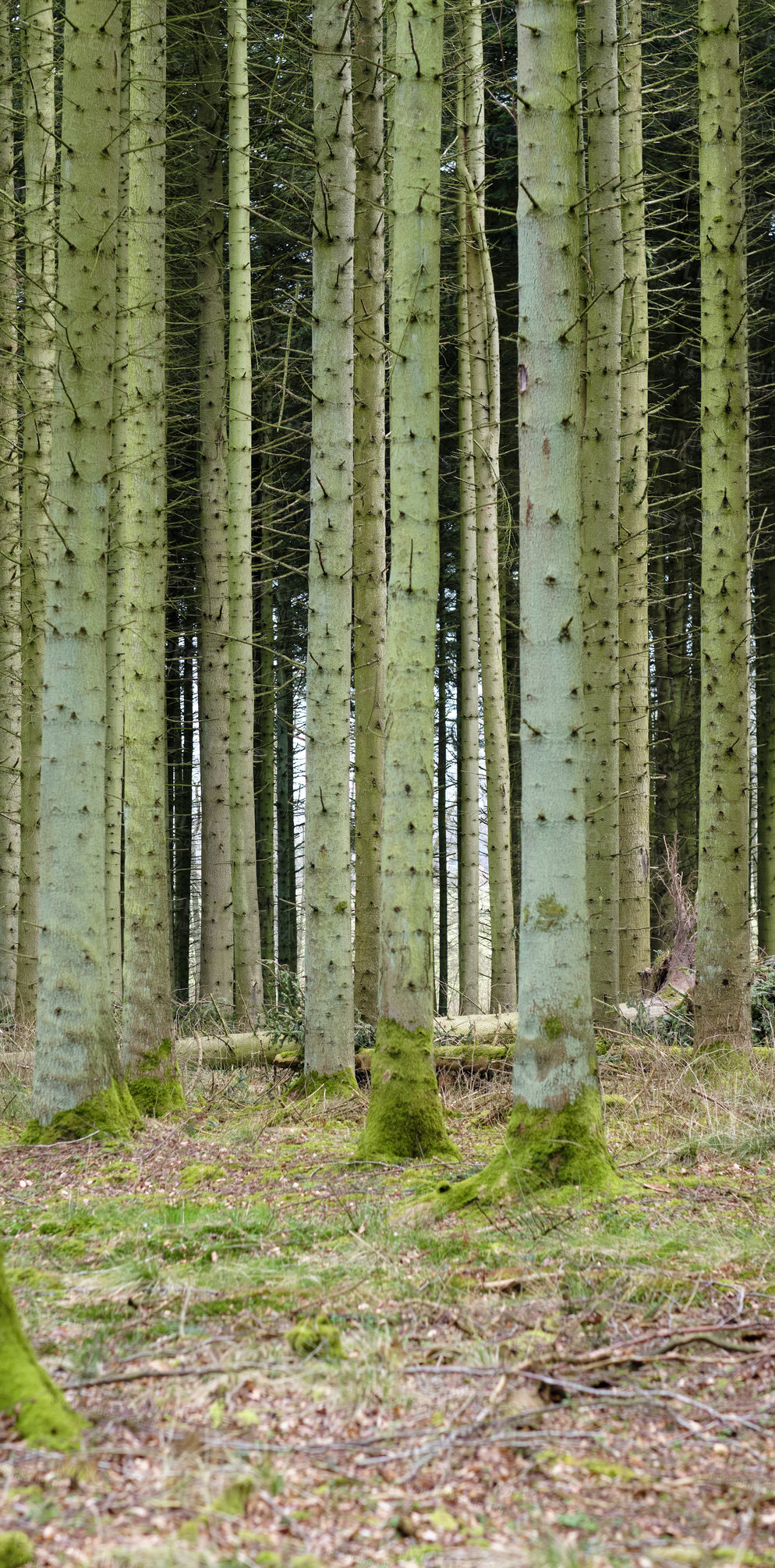 Buy stock photo View of an enchanting planted forest with trees in Denmark. Secluded, empty and deserted woodland with cultivated pine trees in its natural environment. Remote and silent woods in the wilderness