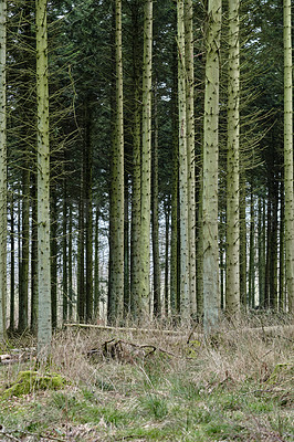 Buy stock photo Landscape view of a dark and mysterious forest during the day in Denmark. Secluded, empty and deserted woodland with cultivated pine trees in it's natural environment. Remote woods in the wilderness