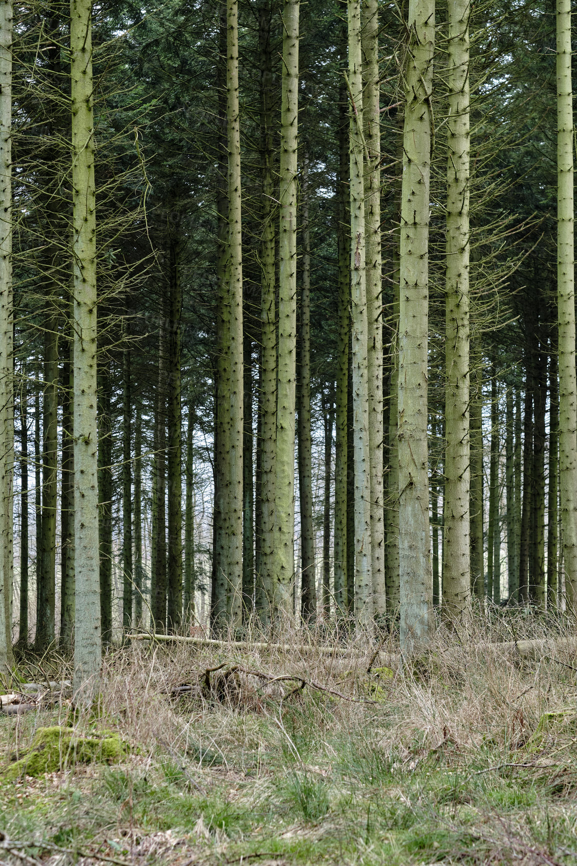 Buy stock photo Landscape view of a dark and mysterious forest during the day in Denmark. Secluded, empty and deserted woodland with cultivated pine trees in it's natural environment. Remote woods in the wilderness