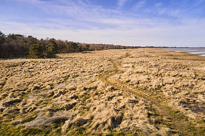 Buy stock photo Wet landscape with brown grass near a forest with a blue sky and copy space. Peaceful and scenic view of a swamp or marshland with a footpath on a summer afternoon. Marsh at a damp field or riverbank