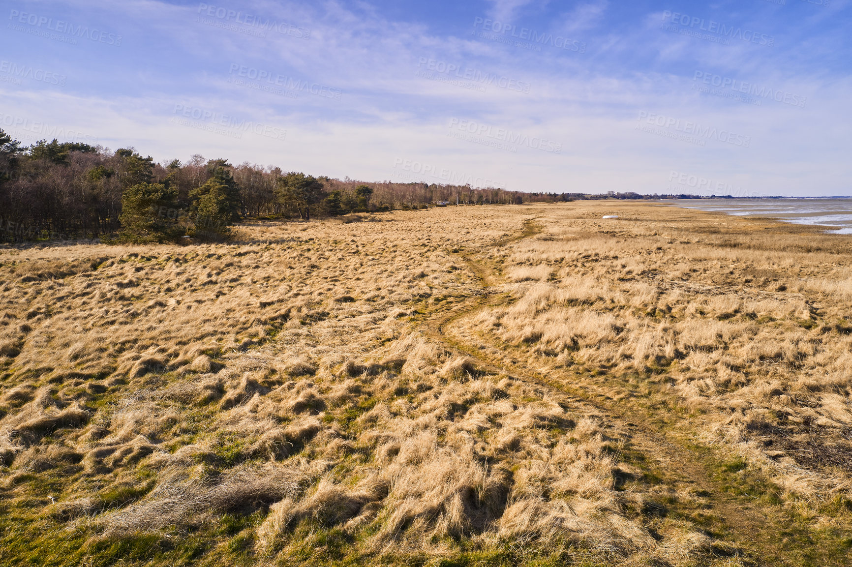 Buy stock photo Wet landscape with brown grass near a forest with a blue sky and copy space. Peaceful and scenic view of a swamp or marshland with a footpath on a summer afternoon. Marsh at a damp field or riverbank