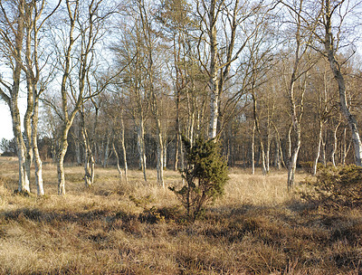 Buy stock photo Pine trees growing in a forest with dry grass during the autumn season. Landscape of tall and thin trunks with bare branches in nature during fall. Uncultivated and wild flora growing in the woods