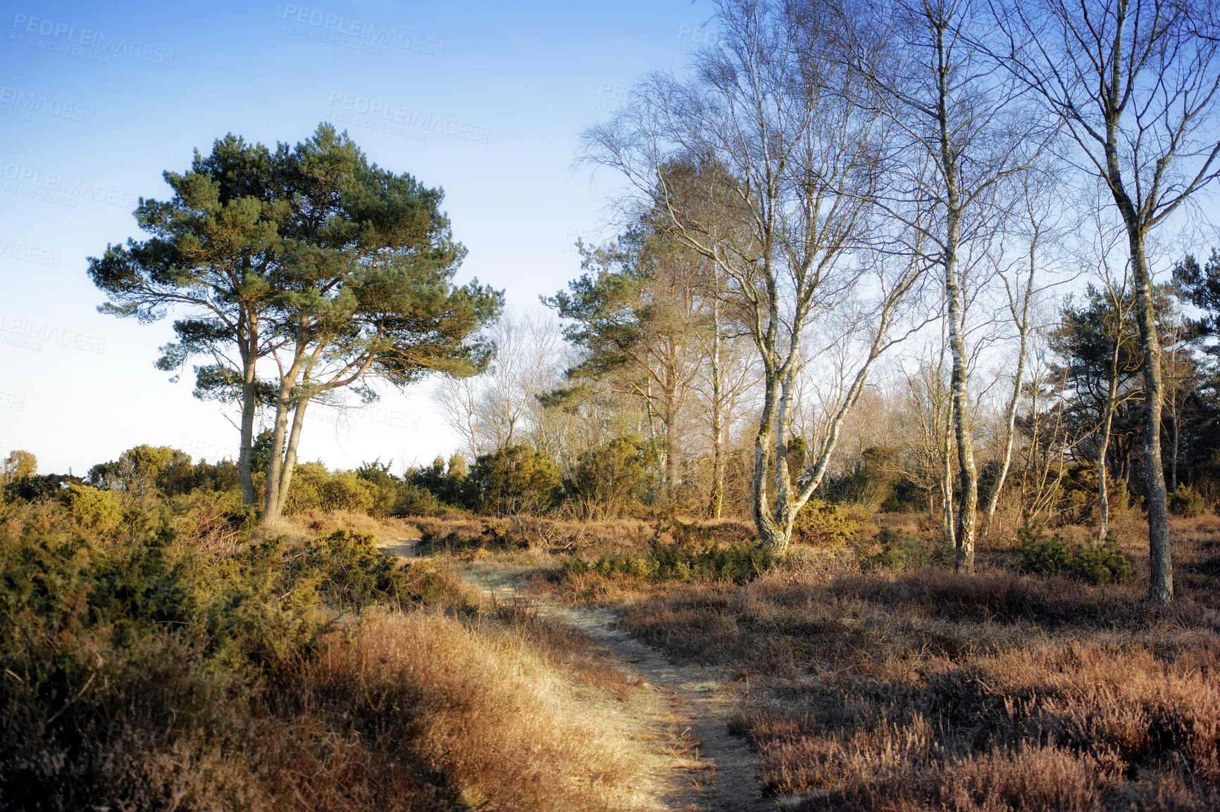 Buy stock photo Secret and mysterious dirt road or pathway in a countryside leading to a magical forest where adventure awaits. Quiet scenery with a hidden path surrounded by trees, bushes, shrubs, lawn and grass