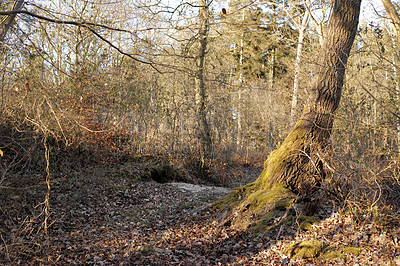 Buy stock photo Landscape view of a mysterious forest during the day in Denmark. Secluded, empty and deserted woodland with cultivated mossy pine trees in it's natural environment. Remote woods in the wilderness 