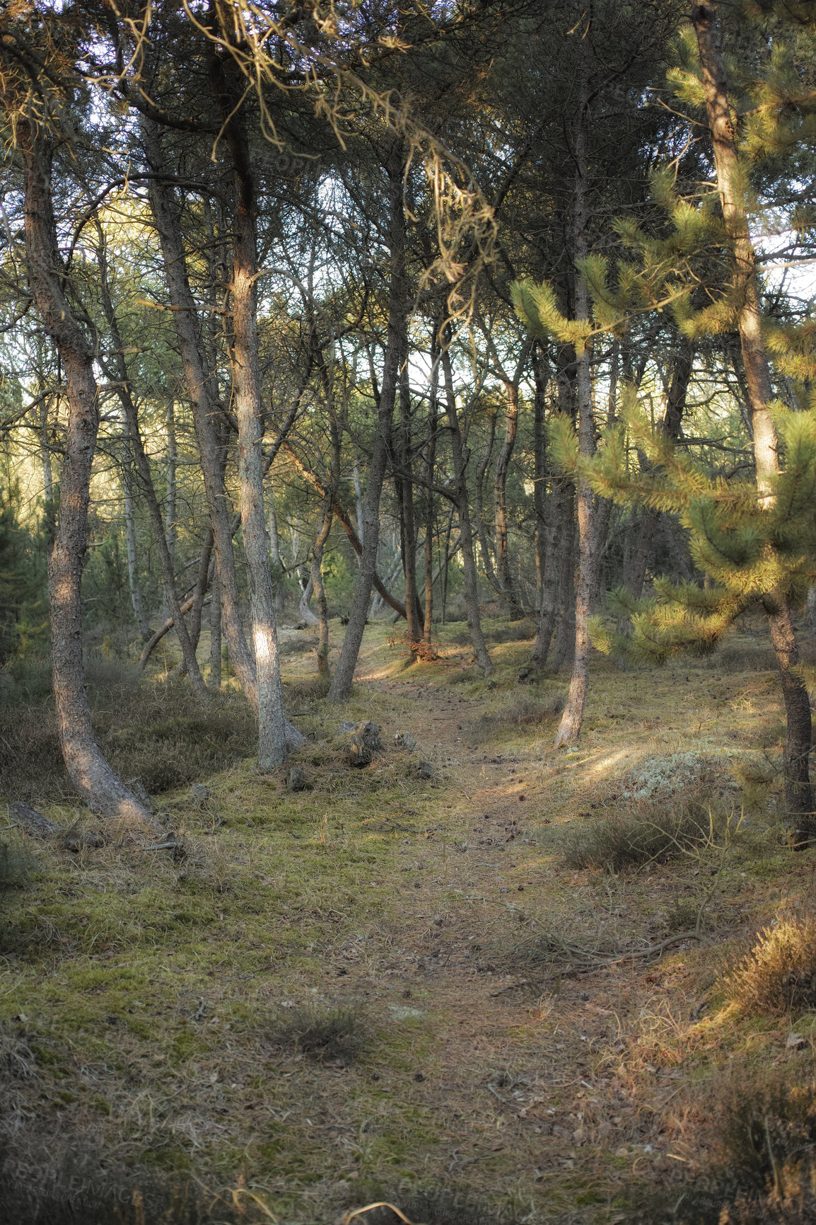 Buy stock photo A mystical pine tree forest with a hidden walking path. Landscape view of lush, green forest in remote environmental nature conservation. Hiking trail leading through fir or cedar trees