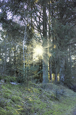 Buy stock photo Lush forest with sunshine coming through trees. Calm and natural, outdoor setting during the spring with various plants and greenery. Springtime on the East coast in Kattegat of Jutland, near Denmark