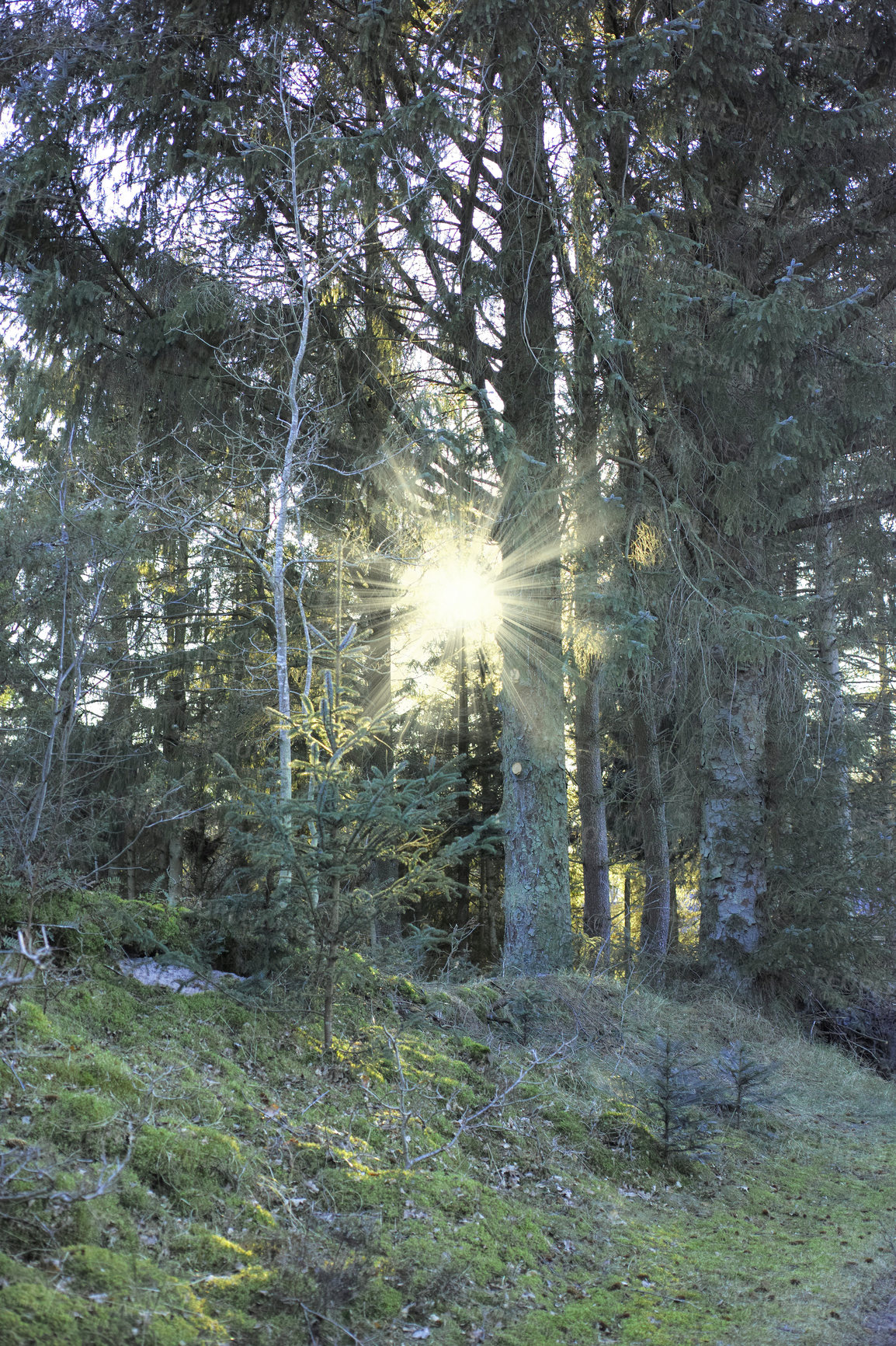 Buy stock photo Lush forest with sunshine coming through trees. Calm and natural, outdoor setting during the spring with various plants and greenery. Springtime on the East coast in Kattegat of Jutland, near Denmark