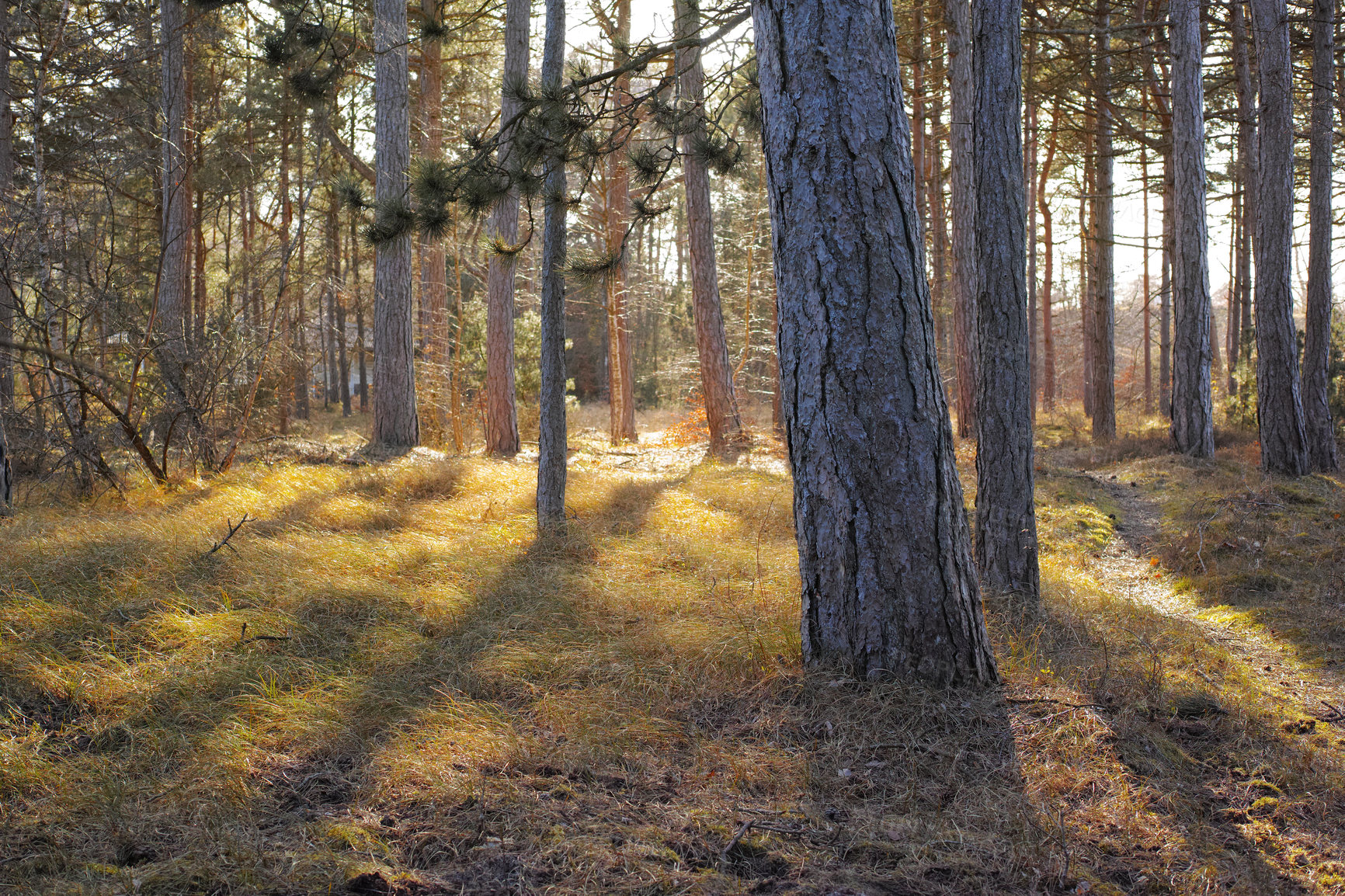 Buy stock photo Landscape of forest trees in the East coast Kattegat of Denmark where hiking trails and adventure awaits out in nature. Spring brings sunlight to the tall trees and dry grassland. 