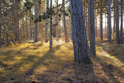 Buy stock photo Landscape of forest trees in the East coast Kattegat of Denmark where hiking trails and adventure awaits out in nature. Spring brings sunlight to the tall trees and dry grassland. 