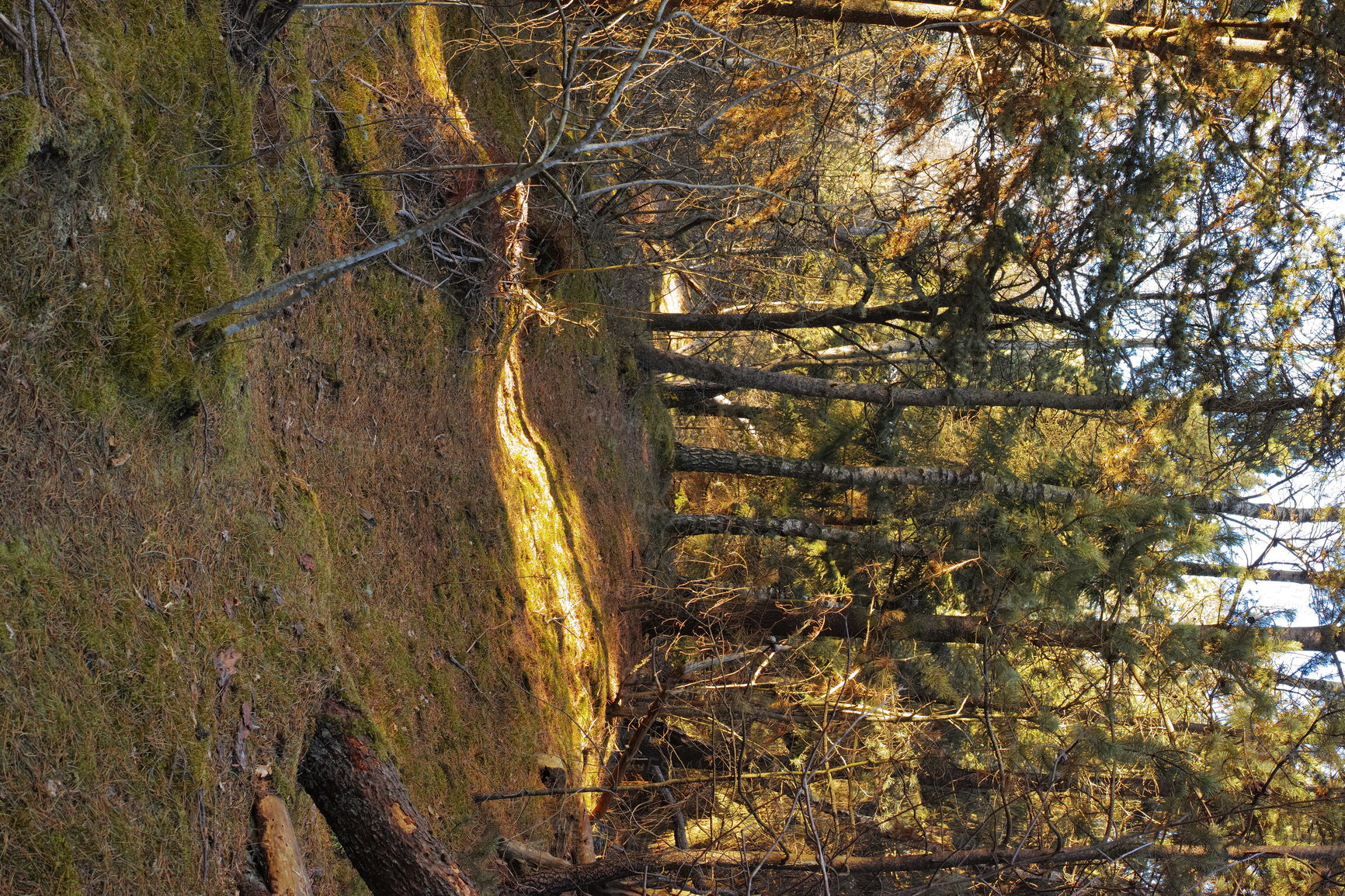 Buy stock photo Uncultivated forest wilderness in Denmark - Odde Natural Park