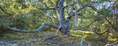 Buy stock photo Uncultivated forest wilderness in Denmark - Odde Natural Park