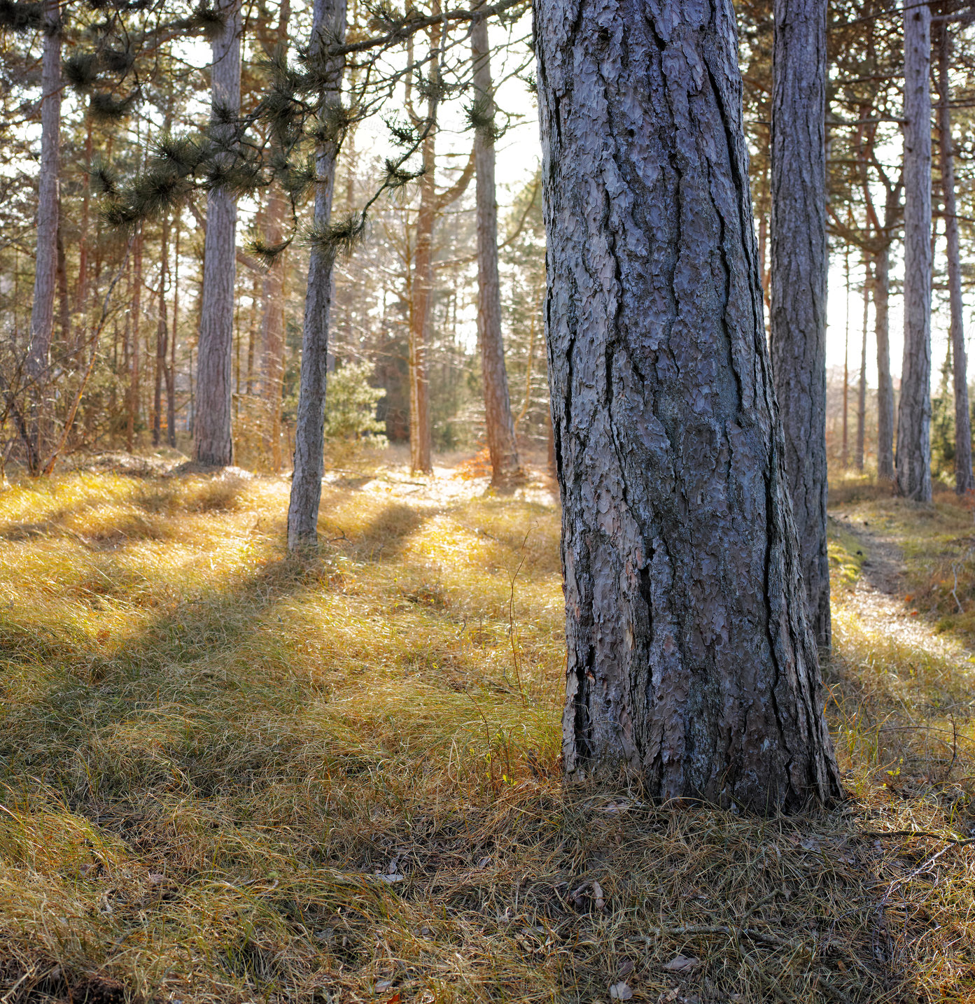 Buy stock photo Uncultivated forest wilderness in Denmark - Odde Natural Park