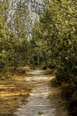 Buy stock photo A dirt road through a forest with tall lush green trees on a sunny summer afternoon. Peaceful and scenic landscape with a sandy path in the woods and sunlight shining on a spring day