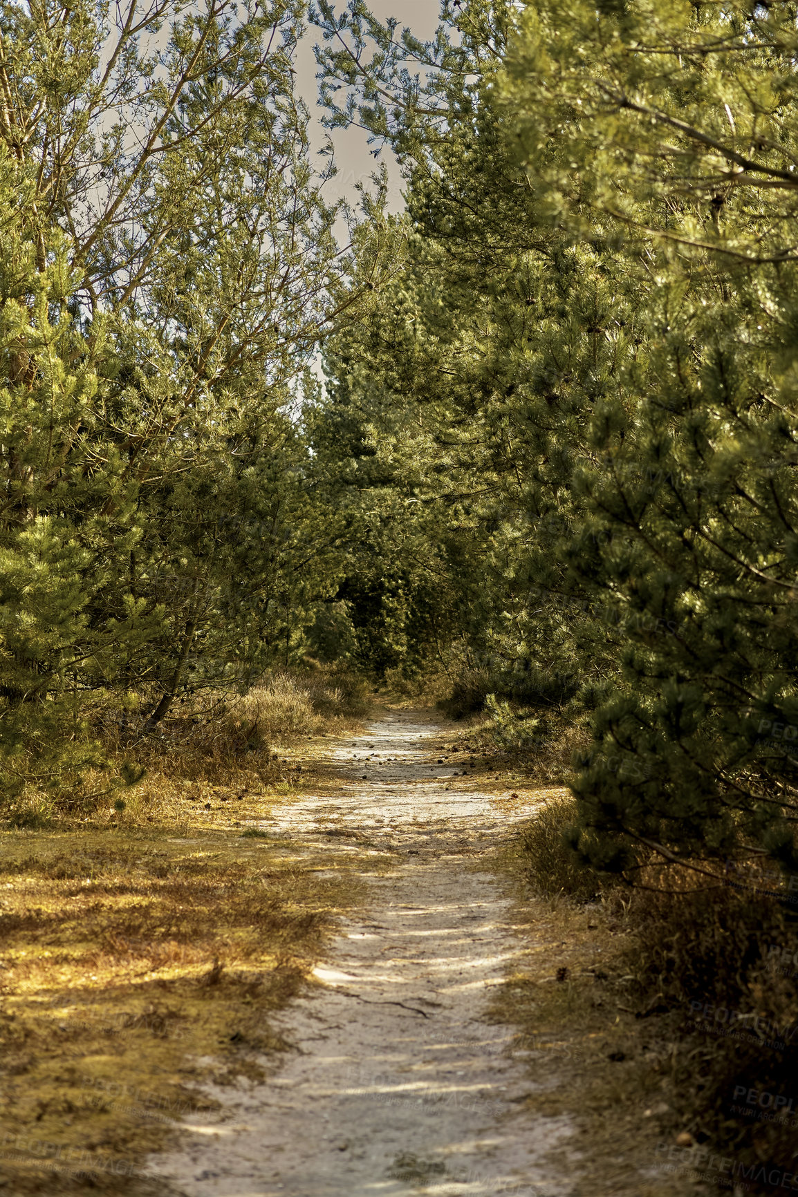 Buy stock photo A dirt road through a forest with tall lush green trees on a sunny summer afternoon. Peaceful and scenic landscape with a sandy path in the woods and sunlight shining on a spring day