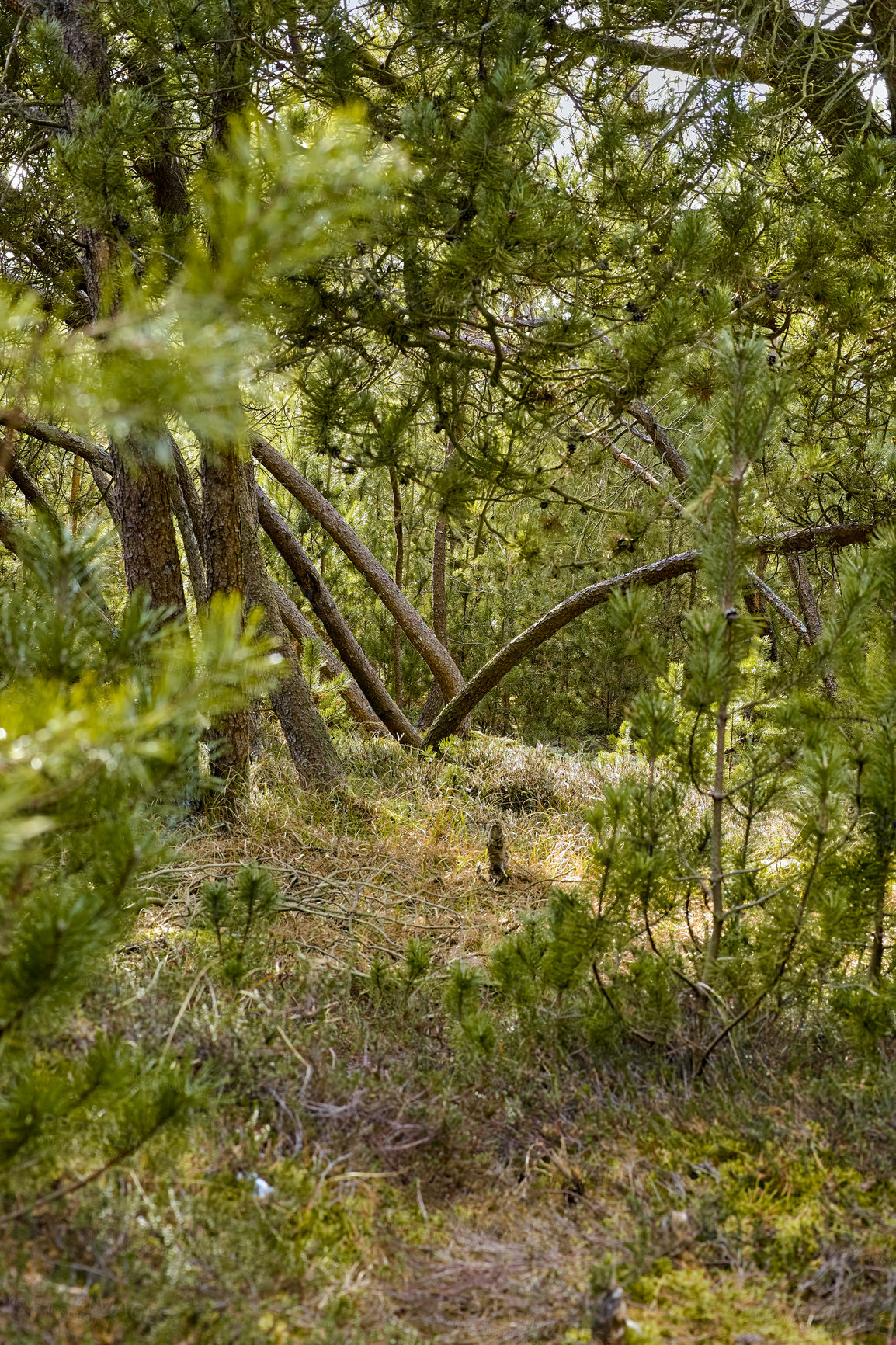 Buy stock photo Landscape, woods and trees in nature for travel, plant overgrowth and natural greenery. Foliage, leaves and wilderness with underbush in forest, sustainable environment and eco tourism in Scotland