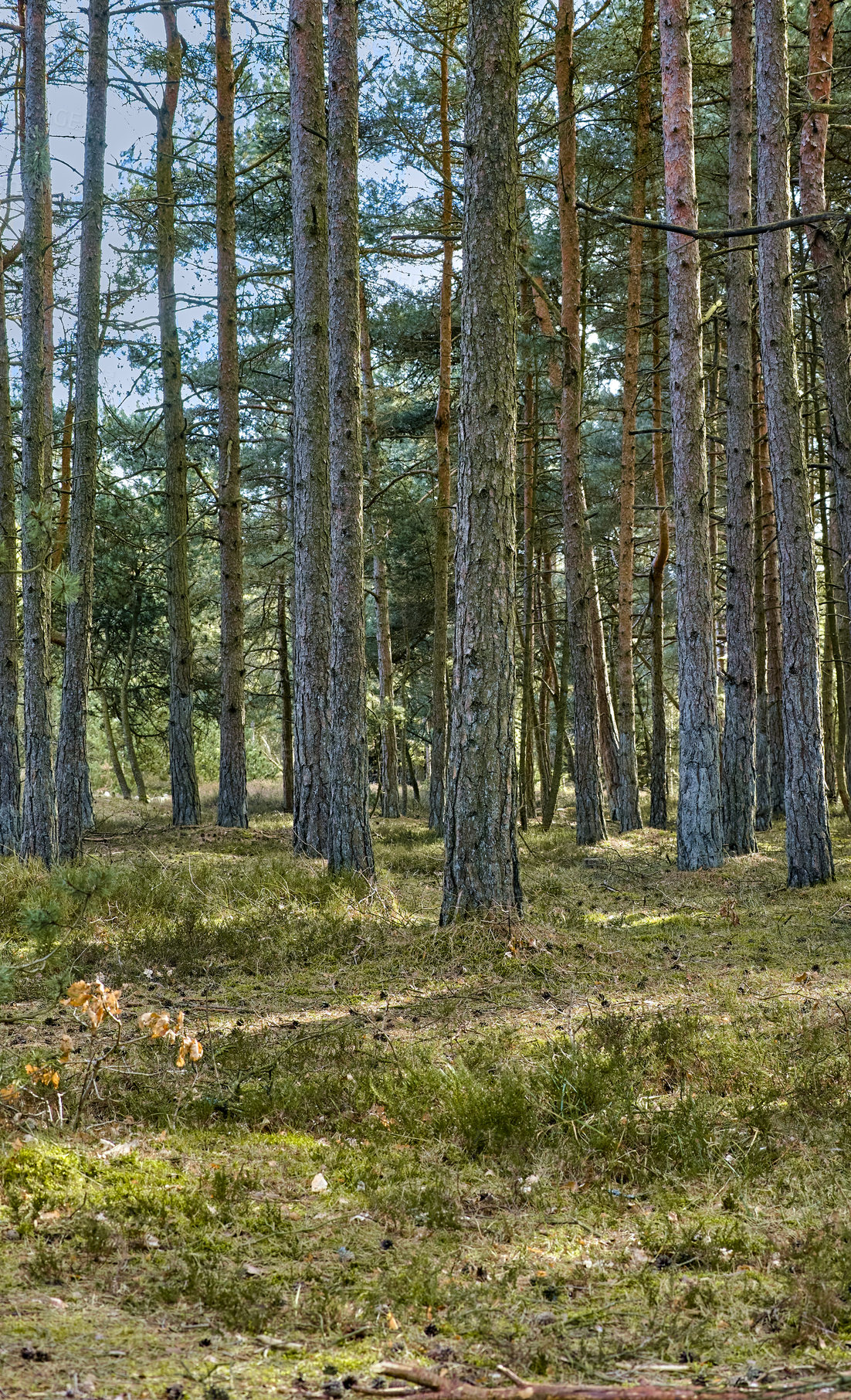 Buy stock photo Landscape view of pine, fir or cedar trees growing in a remote, coniferous forest in Denmark. Woods and lush plants in environmental nature conservation for production and export of resin and timber