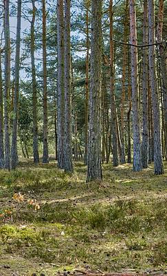 Buy stock photo Landscape view of pine, fir or cedar trees growing in a remote, coniferous forest in Denmark. Woods and lush plants in environmental nature conservation for production and export of resin and timber