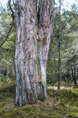 Buy stock photo Landscape of a big tree trunk in a forest. Wild nature scene of old wood textures in the woods. Lots of green dry grass, branches and twigs in an eco friendly natural environment 