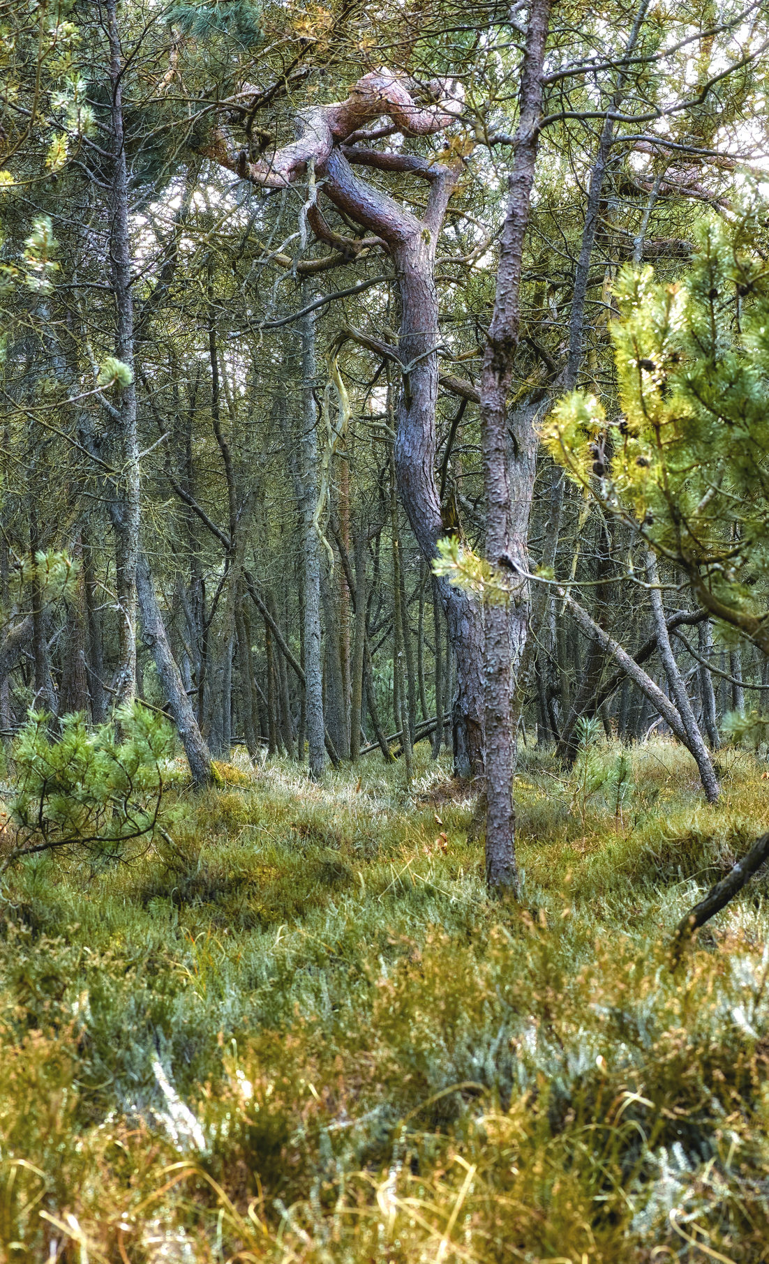 Buy stock photo Uncultivated forest wilderness in Denmark - Odde Natural Park