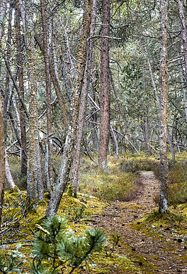 Buy stock photo Wild pine trees growing in a forest in Kattegat, Denmark. Scenic landscape of tall and thin wooden trunks with bare branches in nature during autumn. Uncultivated and wild shrubs growing in the woods