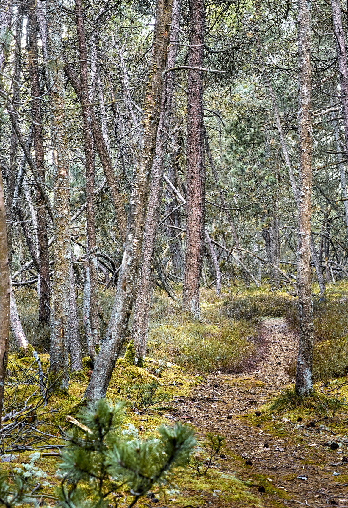 Buy stock photo Wild pine trees growing in a forest in Kattegat, Denmark. Scenic landscape of tall and thin wooden trunks with bare branches in nature during autumn. Uncultivated and wild shrubs growing in the woods