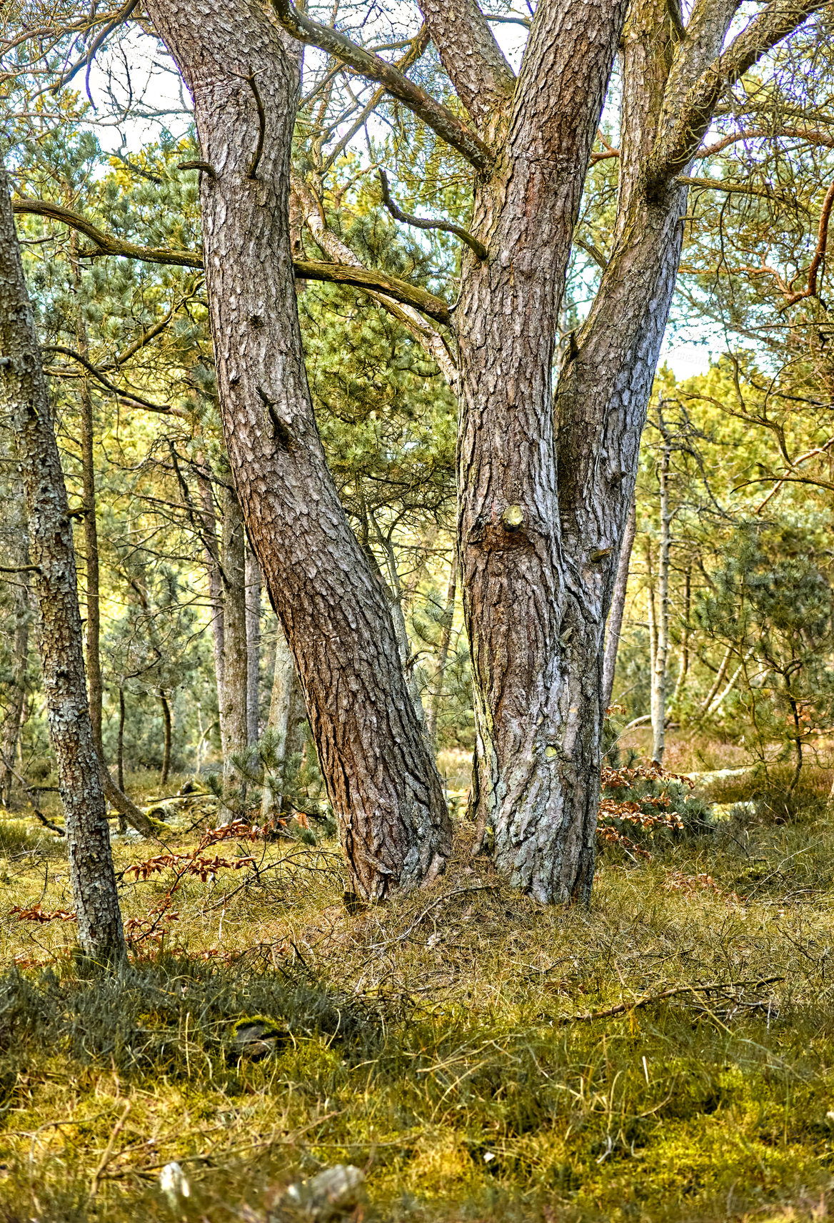 Buy stock photo Uncultivated forest wilderness in Denmark - Odde Natural Park