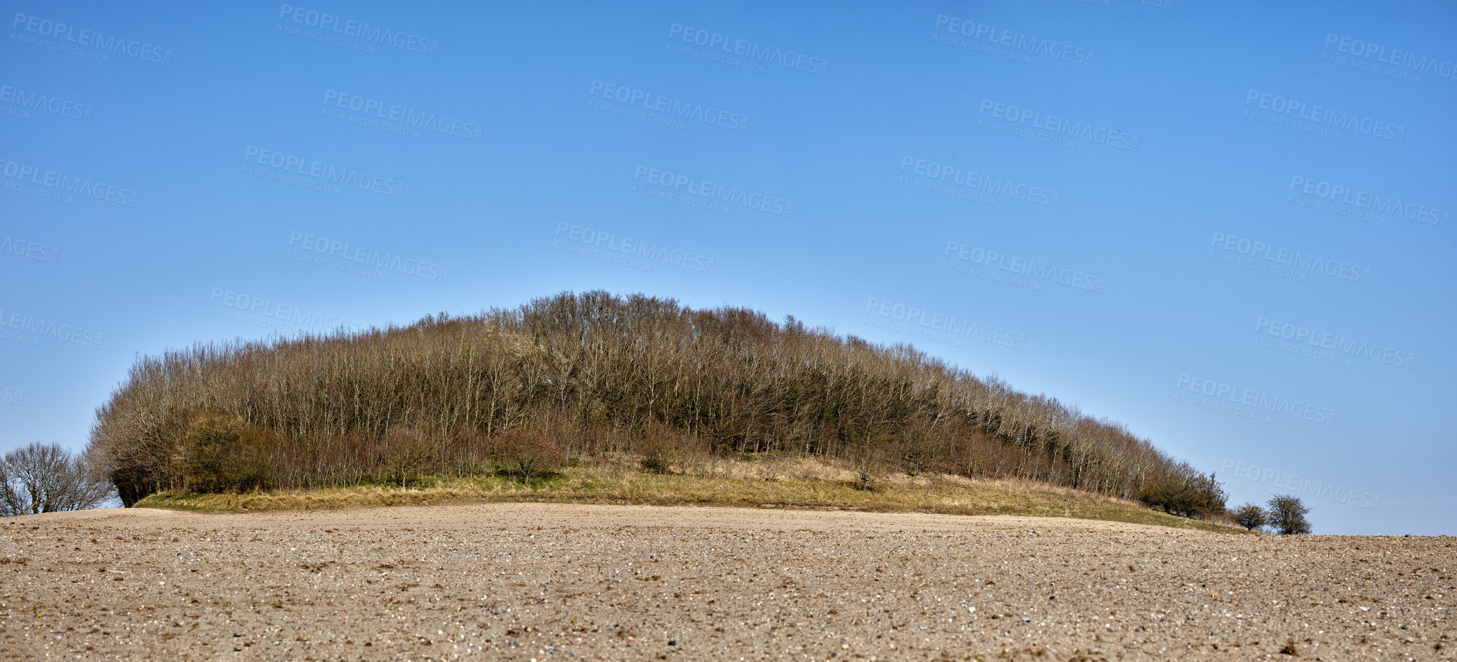 Buy stock photo Trees on a sandy farm with blue sky copy space. Nature landscape of a dry bush tree branches growing near cultivated land in a sustainable environment, East Coast of Jutland, Denmark