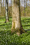 Anemones in Early spring 