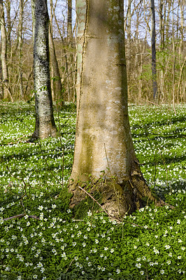 Buy stock photo Tall trees in a vinrant lush forest with bright green plants and white flowers growing on a sunny spring afternoon. The landscape of the woods and detail of a tree trunk on a summer day