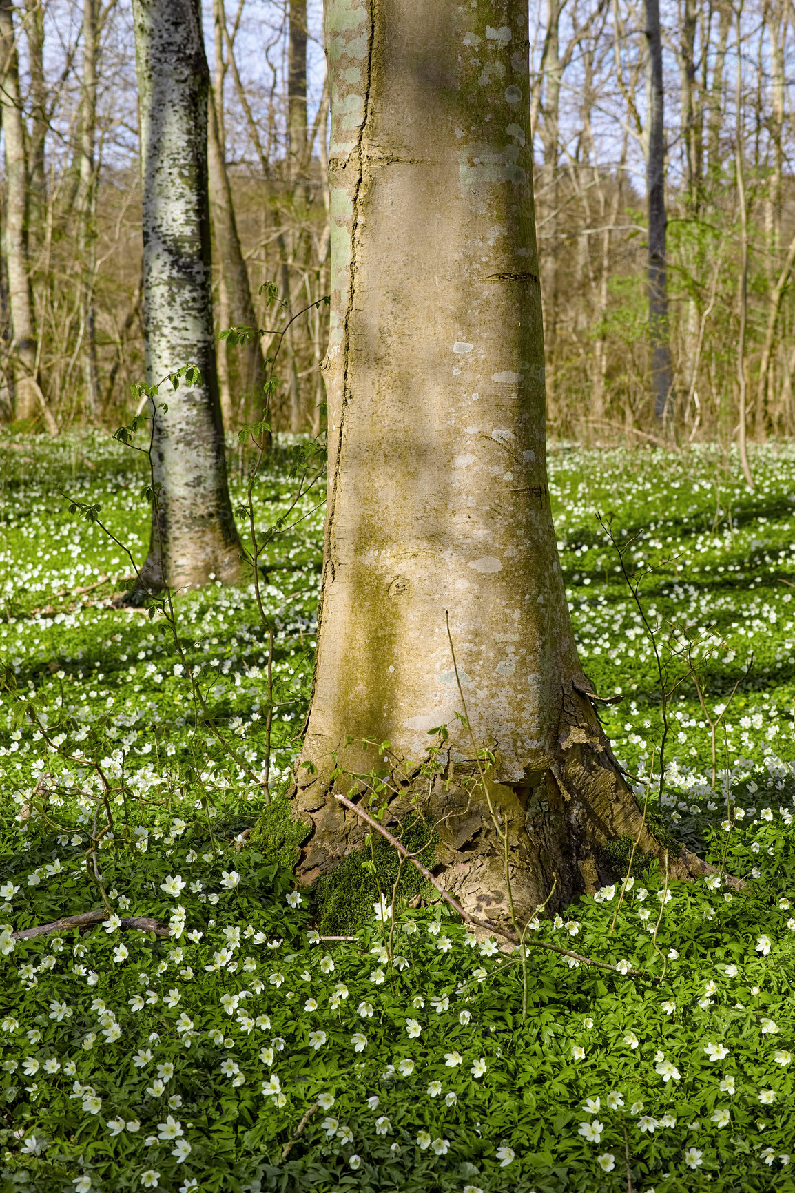 Buy stock photo Tall trees in a vinrant lush forest with bright green plants and white flowers growing on a sunny spring afternoon. The landscape of the woods and detail of a tree trunk on a summer day