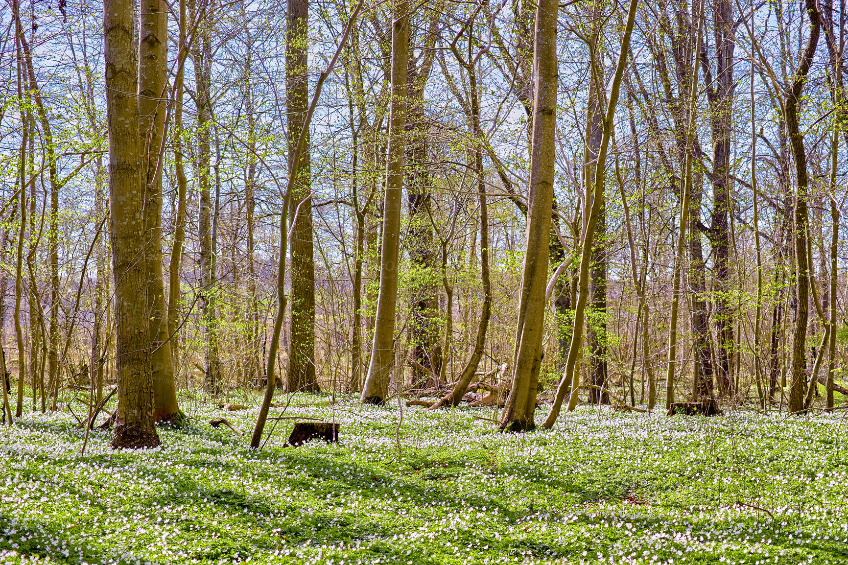 Buy stock photo Nature and environmental conservation of white anemone flowers blossoming in peaceful, magical field. Landscape view of small ranunculaceae plants flowering and blooming in remote countryside forest