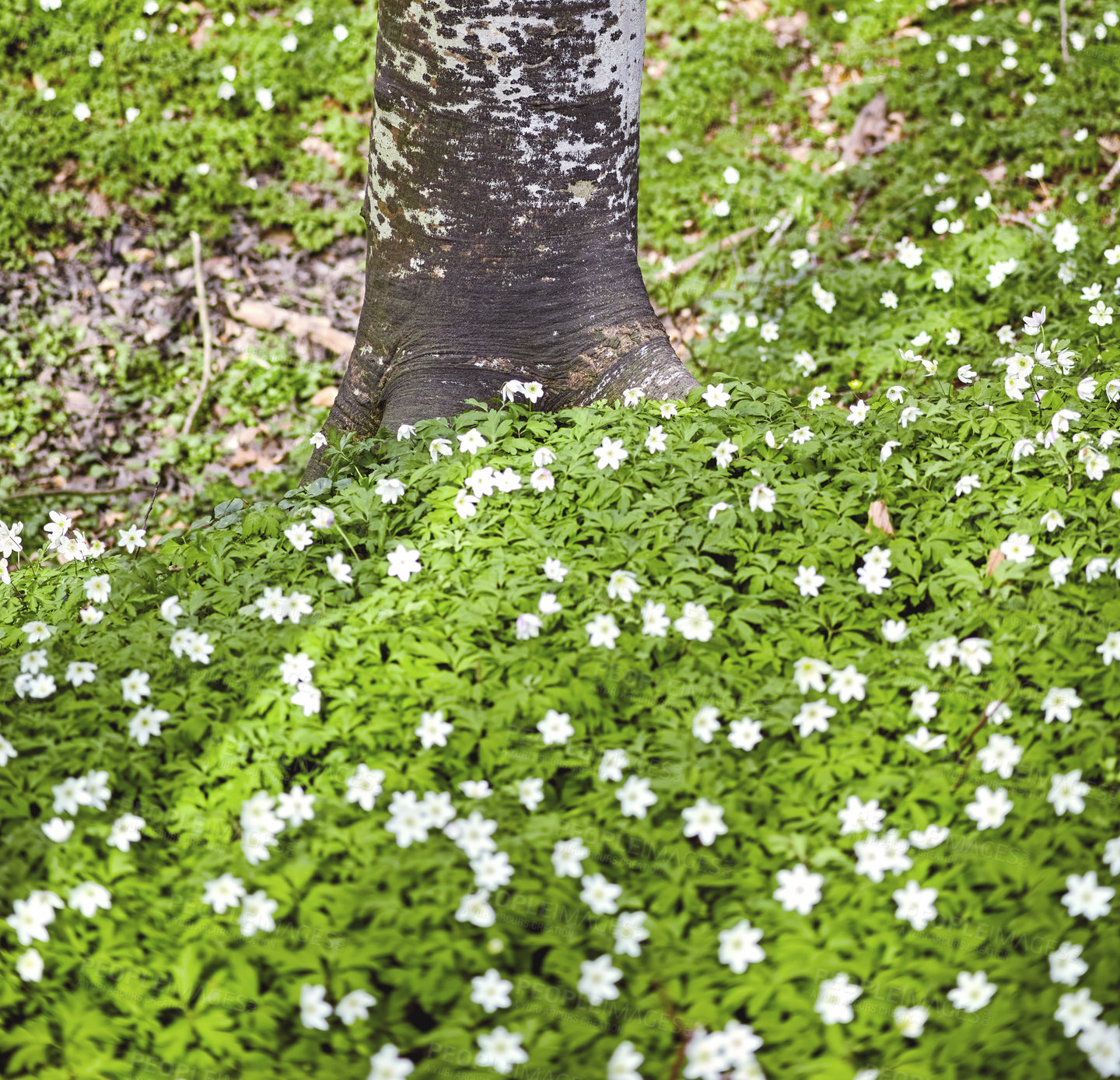 Buy stock photo Flower field by a tree trunk in a forest in spring. Beautiful landscape of many wood anemone flowers growing in a meadow. Lots of pretty white flowering plant or wild flowers in a nature environment