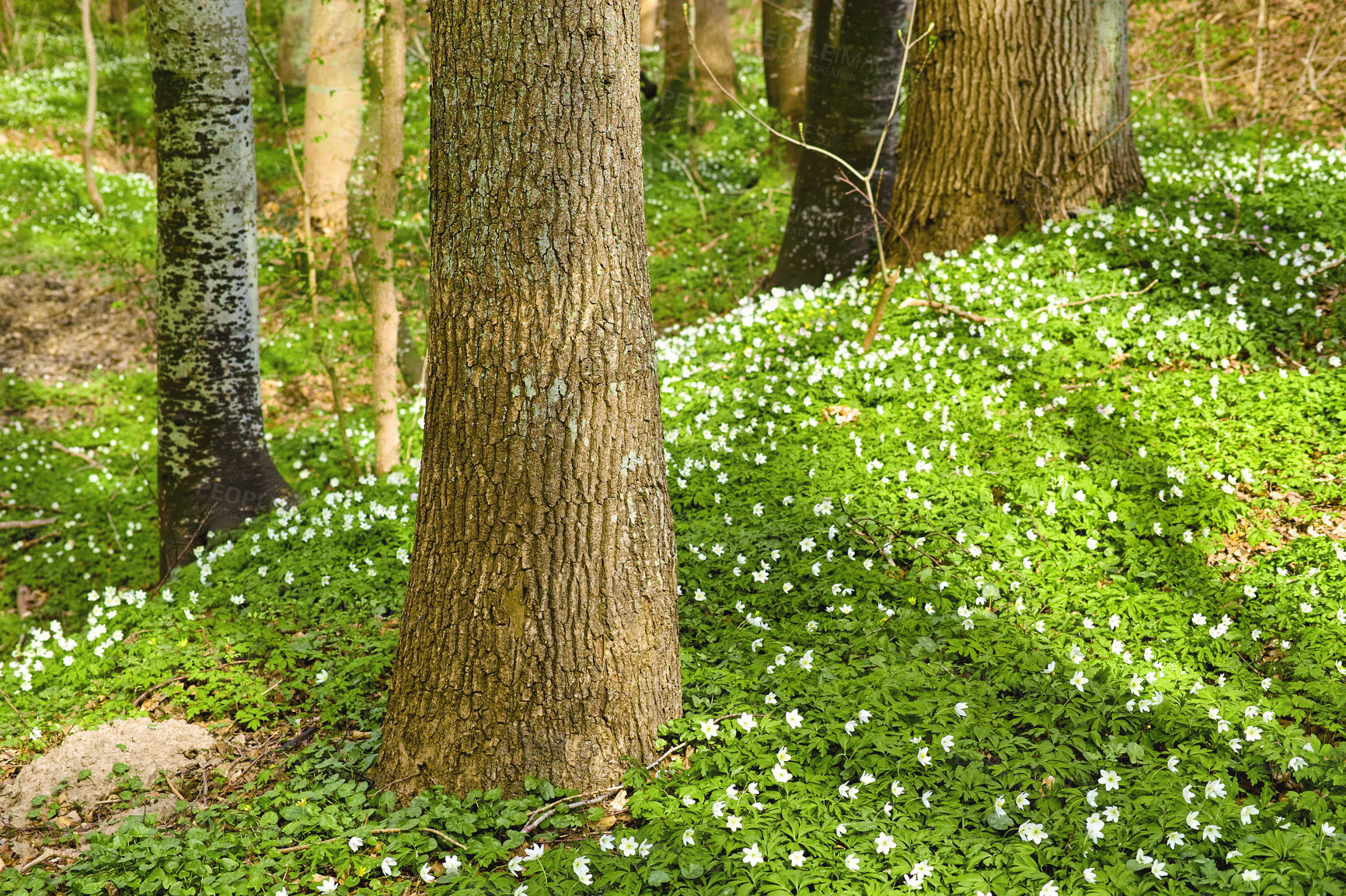 Buy stock photo Blooming wood anemone Anemonoides nemorosa in the forest in early spring.  White flowers and green vegetation growing between the trees on the forest floor. Moss covered tree trunks growing. 