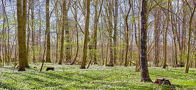 Buy stock photo Nature landscape or environmental conservation of field with white anemone flowers blossoming in peaceful, magical forest. View of small ranunculaceae flowering plants blooming in remote countryside
