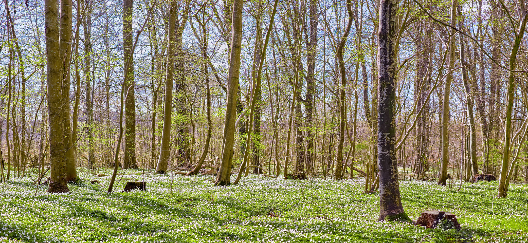 Buy stock photo Nature landscape or environmental conservation of field with white anemone flowers blossoming in peaceful, magical forest. View of small ranunculaceae flowering plants blooming in remote countryside
