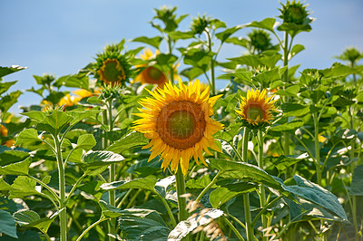 Buy stock photo Sunflowers growing in a garden or field against a blue sky background in summer. Agriculture farming of oilseed plants used to produce cooking oil. Bright flora blossoming in a meadow on a sunny day