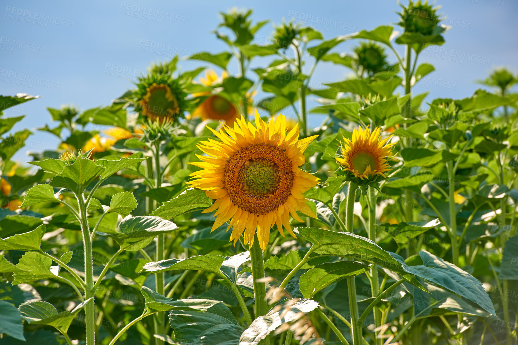 Buy stock photo Sunflowers growing in a garden or field against a blue sky background in summer. Agriculture farming of oilseed plants used to produce cooking oil. Bright flora blossoming in a meadow on a sunny day