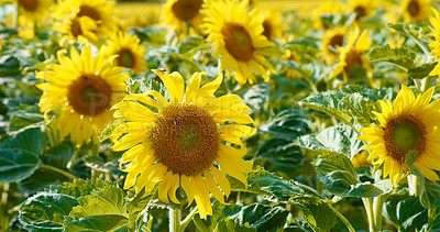 Buy stock photo Sunflowers on a sunny day. Bright yellow flowers turning to the sun in the summer. Sprouting sunflower heads ready to produce oil on a plantation. Ripened and ready for pollination