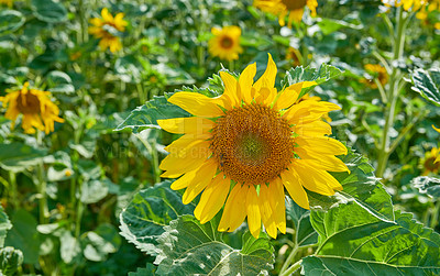 Buy stock photo Sunflowers in a green field blossom during summer. Closeup of beautiful yellow flowers blooming in an agricultural garden. Vibrant daisies growing in nature's backyard in the season of spring