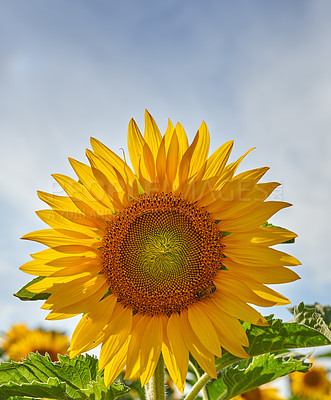 Buy stock photo One sunflower growing in a field against a cloudy blue sky with copy space. A single yellow flowering plant blooming in a green field in spring. Closeup of a flowerhead blossoming in a garden